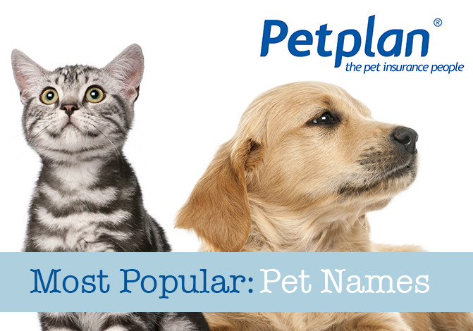 Most Popular: Pet Names | Petplan Blog